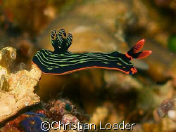 Nembrotha kubaryana - Taken at Sibuan Island near Semporn... by Christian Loader 